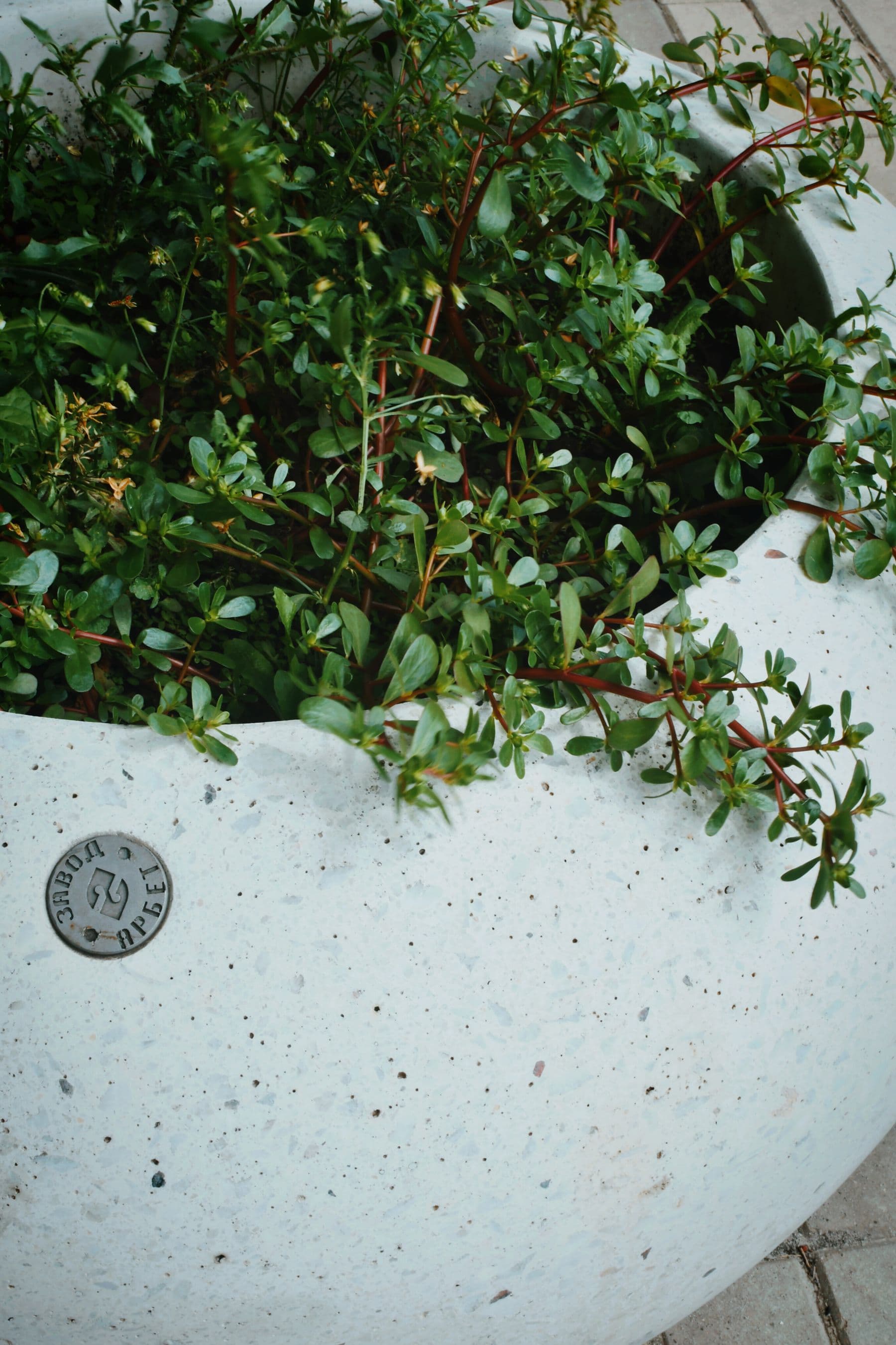 Lush greenery spilling from a textured handmade stone planter